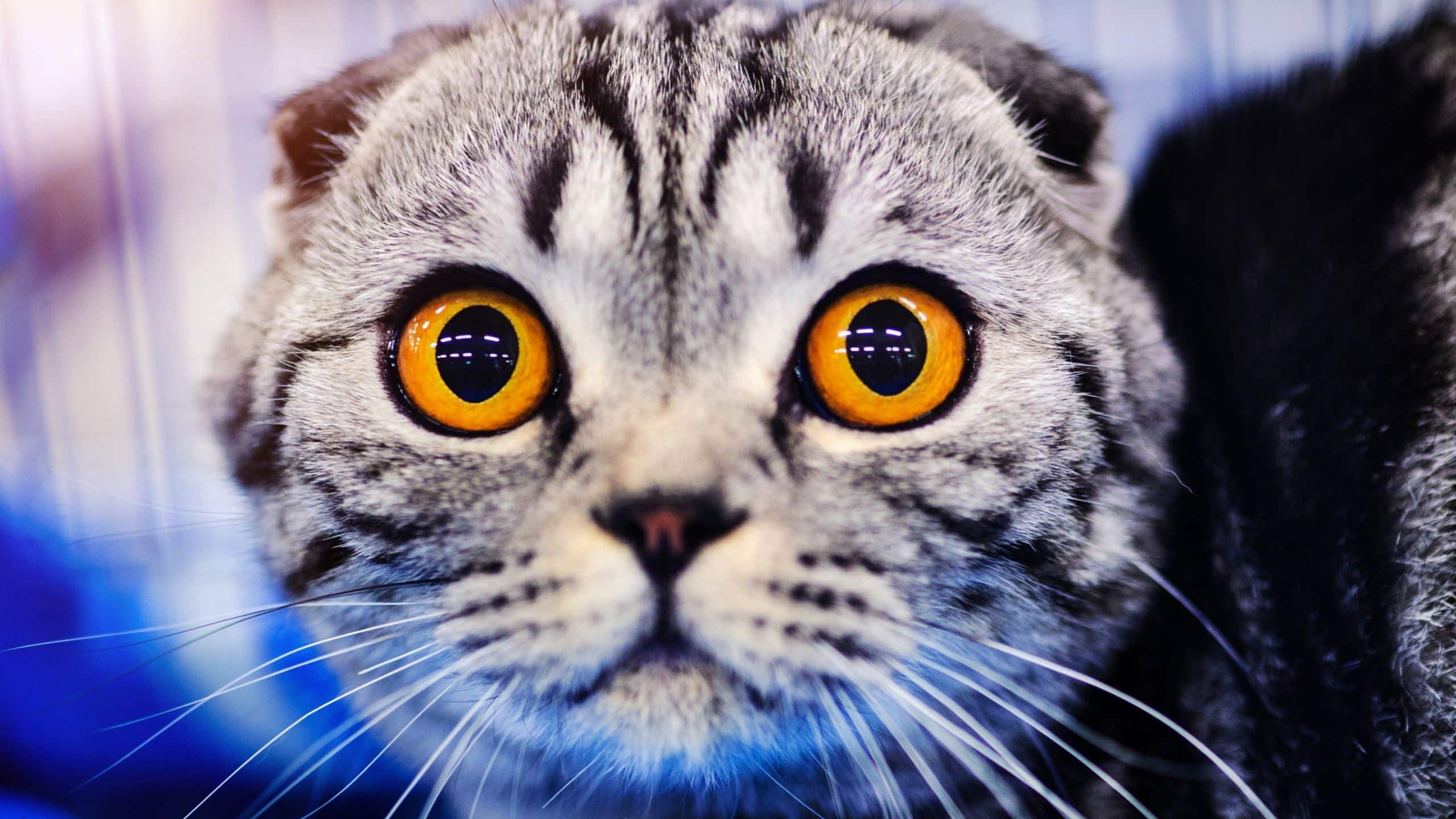 A very surprised, big-eyed cat is looking at the camera.